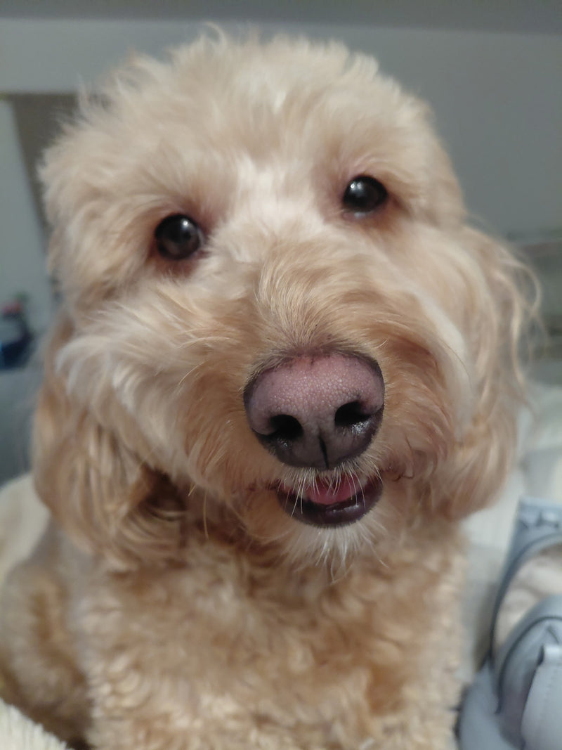 and this is Noodle, who takes care of all of us :)